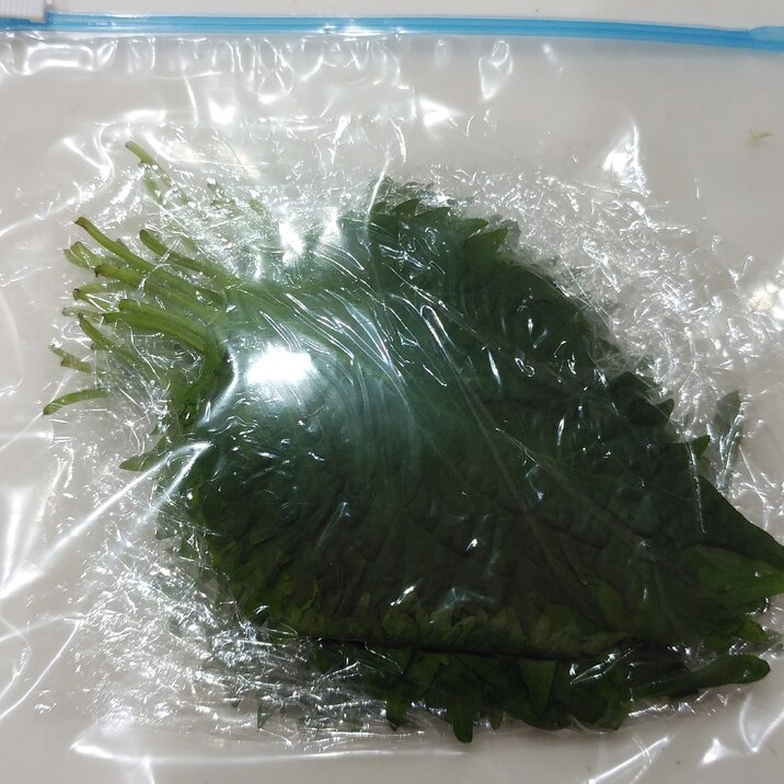 大葉の冷凍保存 レシピ 作り方 By Ryuku55 楽天レシピ